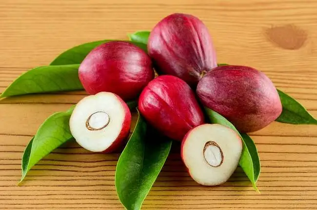 Mahkota Dewa (Phaleria macrocarpa)